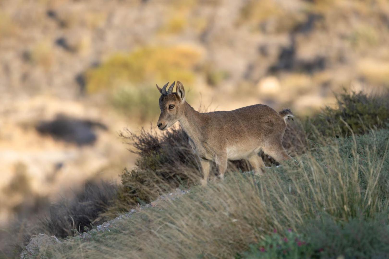 Cortijo El Albaricoque De La Sierra - Finca De 75 Hectareas ! Níjar エクステリア 写真